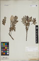 Foto von Salix lapponum L.